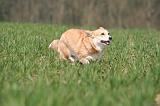 CORGI PEMBROKE 1315